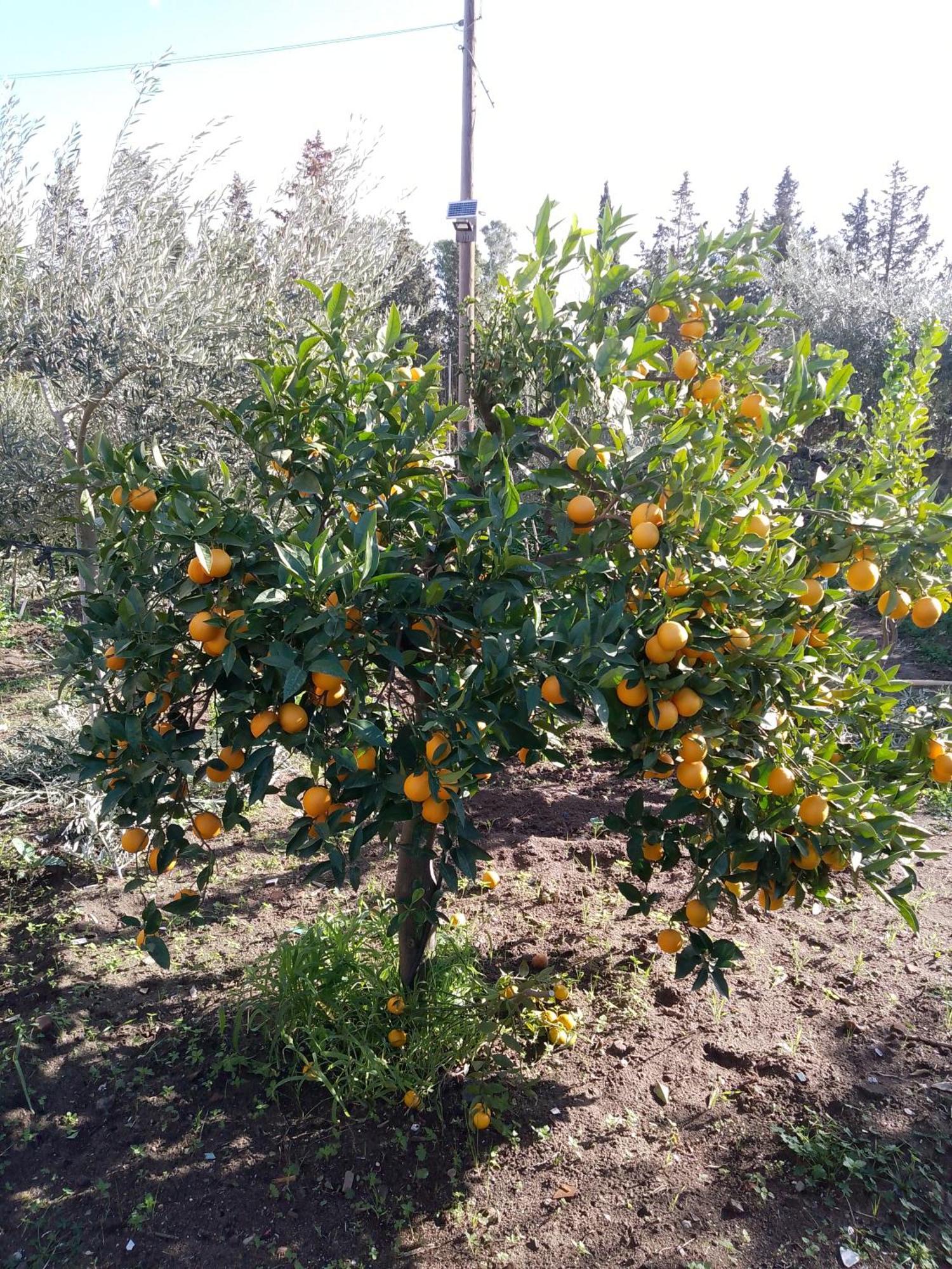 Le Casette Di Nonna Rosa In Fontanarossa Catania Airport Kültér fotó